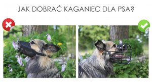 Zdjęcie ze strony www.piesmojamiloscia.pl
Na zdjęciu dwa psy, pies po lewej stronie ma zbyt ciasny kaganiec, natomiast po prawej zwierzę ma założony kaganiec idealny na upały.