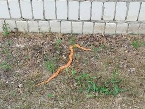 Kolorowa fotografia. Na trawie przy murze z białej cegły leży rudo brązowy wąż.