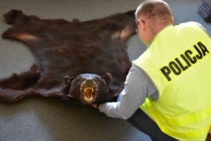 Wyprawiona skóra z niedźwiedzia. Obok policjant.
