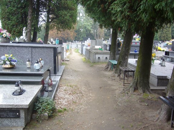 Aleja cmentarza w Dębicy
