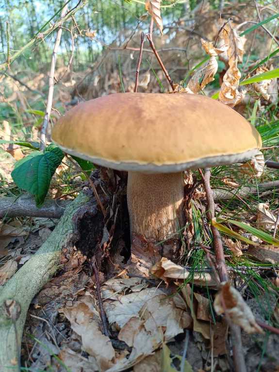 Zdjęcie kolorowe przedstawia grzyba (prawdziwka) , który rośnie w lesie w pniu drzewa