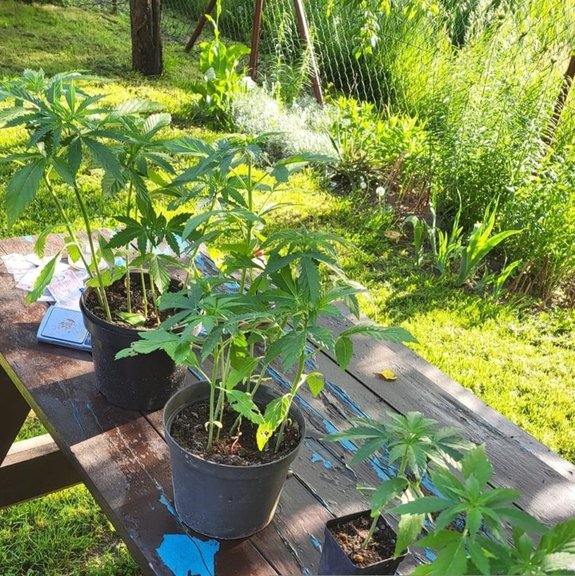 na stole na zewnątrz stoją doniczki z roślinami marihuany