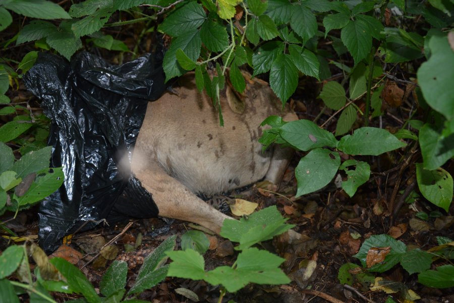 Na zdjęciu widoczne drzewa pod którymi na podłożu leśnym ujawniony został foliowy worek z martwym psem