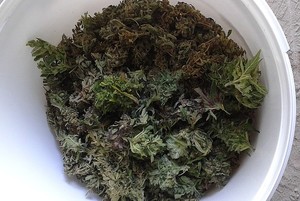 zabezpieczone narkotyki