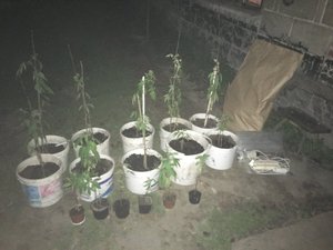 16 doniczek z roślinami konopi