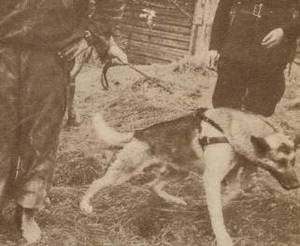 Na zdjęciu Policyjny pies Funio w akcji przeciwko Bykowi (zdj. Tajny Detektyw)
