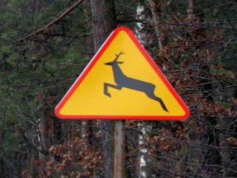 Znak drogowy - ostrzegawczy A18b „zwierzęta dzikie&quot;. W środku żółtego trójkąta czarna sylwetka skaczącego jelenia.