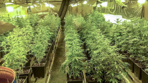 we wnętrzu pomieszczenia znajdują się donice z roślinami konopi indyjskich