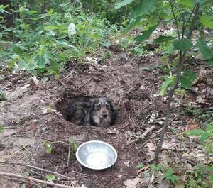 Pies w dziurze w ziemi, w której został zakopany