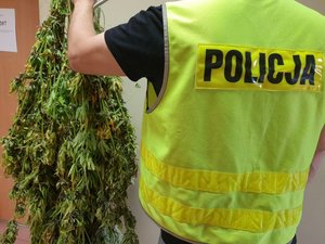policjant trzymający zabezpieczone rośliny