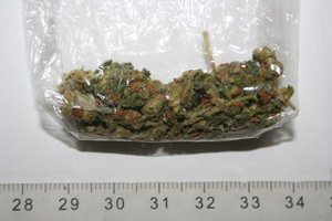 na fotografii susz marihuany w woreczku strunowym