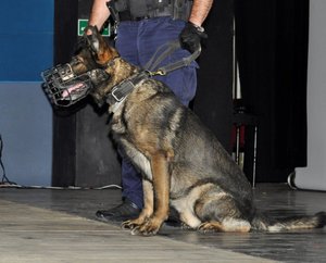 Policyjny pies Nero