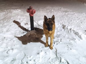 Stojący na śniegu, przywiązany do hydrantu pies rasy owczarek niemiecki.