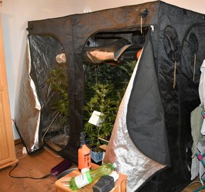 na zdjęciu w pomieszczeniu namiot przystosowany do uprawy roślin, wewnątrz sadzonki konopii indyjskich