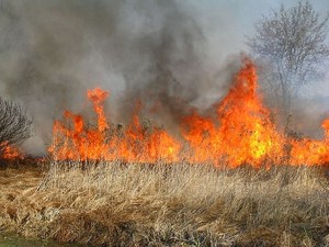 pożar podpalonych traw, na pierwszym planie sucha trawa, na dalszym-  płomienie