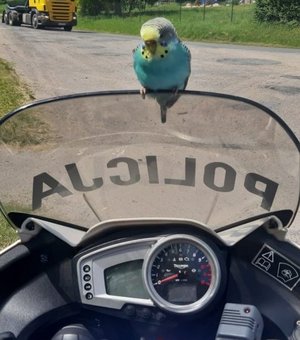 Papuga siedzi na osłonie policyjnego motocykla