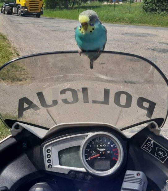 Papuga siedzi na osłonie policyjnego motocykla