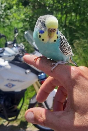 Papuga siedzi na palcu policjanta. W tle policyjny motocykl.