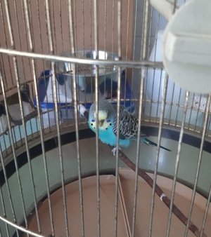 Papuga w klatce