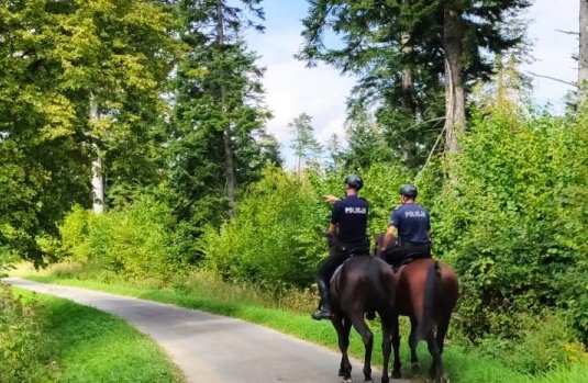 policjanci na koniach, las