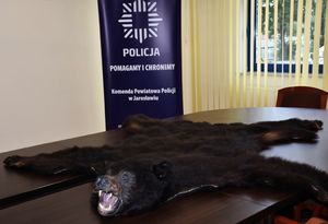 Zabezpieczona, wyprawiona  skóra niedźwiedzia położona na stole. W tle baner Komendy Powiatowej Policji w Jarosławiu