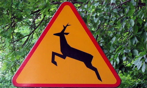 Znak dzikie zwierzęta na drodze
