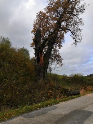Zdjęcie kolorowe wykonane w porze dziennej przedstawia drogę powiatowa w miejscowości Leszczawa Dolna. Na zdjęciu z lewej strony widoczny  jest 500 letni dąb szypułkowy a obok leży duży konar powalony przez silny wiatr.