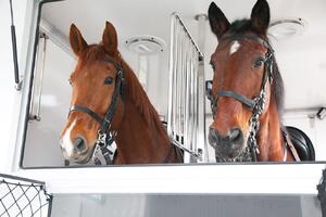 Konie we wnętrzu pojazdu do ich przewożenia. Zza drzwi widać głowy zwierząt.