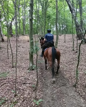 umundurowany policjant wjeżdża na koniu pod górę w lesie. Obok otaczają go drzewa