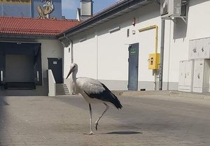 Bocian przed sklepem na parkingu