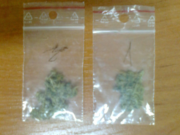 zdjęcie poglądowe, susz marihuany w dwóch woreczkach strunowych