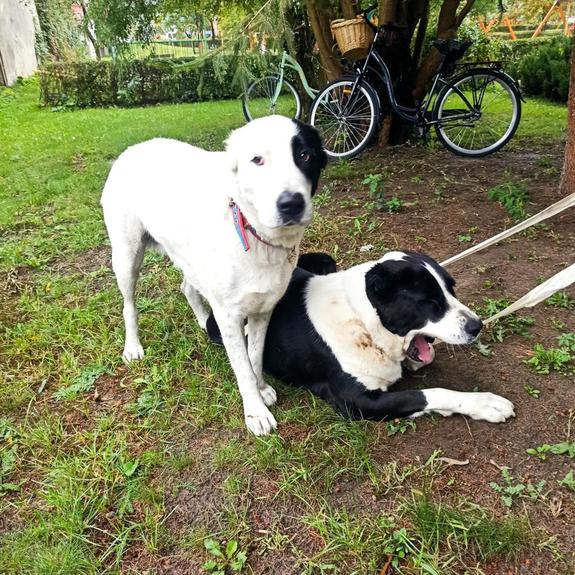 na zdjęciu dwa czarno białe duże psy. jeden stoi drugi leży