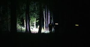 Policjanci szukają nocą mężczyzny w lesie, oświetlając teren latarkami.