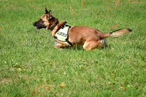 Policyjny pies w uprzęży z napisem POLICJA. Pies biegnie po trawie.