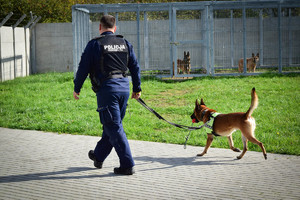 Policjant idzie wraz z psem. Widok od tyłu. W tle kojce z psami i ogrodzenie.