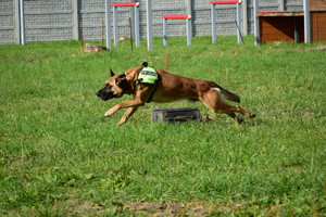 Policyjny pies w uprzęży z napisem POLICJA. Pies biegnie po trawie, w tle tor przeszkód.