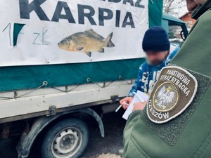 Funkcjonariusz Państwowej Straży Rybackiej w Rzeszowie podczas kontroli jednego z mobilnych punktów sprzedaży ryb. W tle plandeka samochodu dostawczego z napisem sprzedaż karpia i zdjęciem ryby