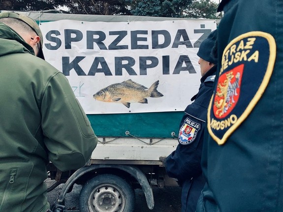 Funkcjonariusz straży miejskiej, Policji i  Państwowej Straży Rybackiej w Rzeszowie podczas kontroli jednego z mobilnych punktów sprzedaży ryb. W tle plandeka samochodu dostawczego z napisem sprzedaż karpia i zdjęciem ryby