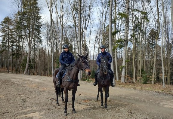 na zdjeciu widoczny patrol konny policji, działania w lesie wraz ze strażą leśną
