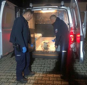 Na zdjęciu policjanci z Gorzyc pomagają psu, który błąkał się po drodze krajowej nr 77 w Gorzycach.