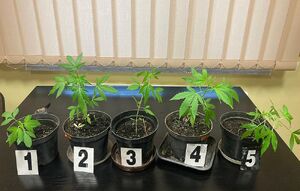 Donice w ilości 5 szt. z zawartością sadzonek konopi indyjskich