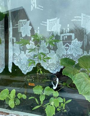 Okno. Na parapecie widoczne są rośliny w doniczkach w tym sadzonka konopi indyjskich.