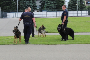 Dwóch funkcjonariuszy SOK oraz jeden z SW oraz ich psy służbowe