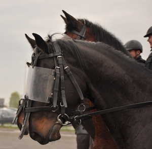 Umundurowani policjanci na koniach podczas atestacji na placu.