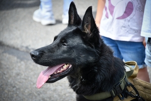 Policyjny pies - portret