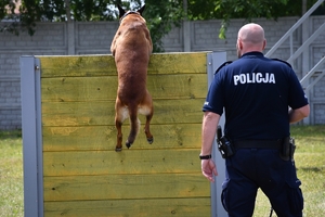 Policyjny pies podczas szkolenia na placu