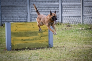 Policyjny pies służbowy podczas szkolenia na placu
