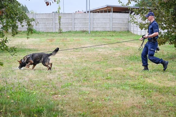 Policjanci - przewodnicy psów ze swoimi czworonogami podczas szkolenia.