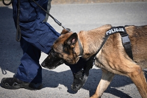 Policyjni przewodnicy z psami służbowymi podczas atestacji na terenie Oddziału Prewencji Policji w Rzeszowie.