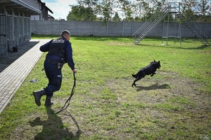 Policyjni przewodnicy z psami służbowymi podczas atestacji na terenie Oddziału Prewencji Policji w Rzeszowie.